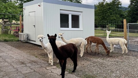 Aufenthaltscontainer Standart